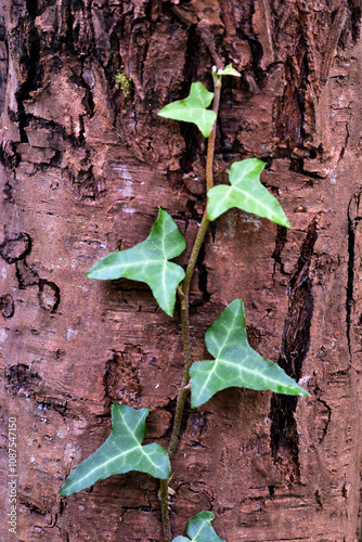 Detail of an ivy (Hedera he...