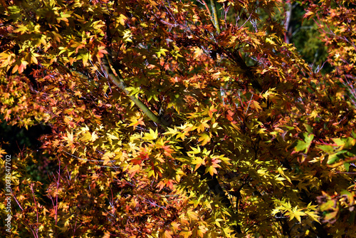 Japanese maple (Acer palmat...