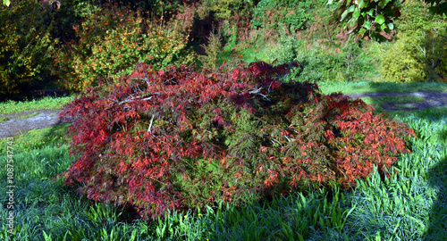 Japanese maple (Acer palmat...