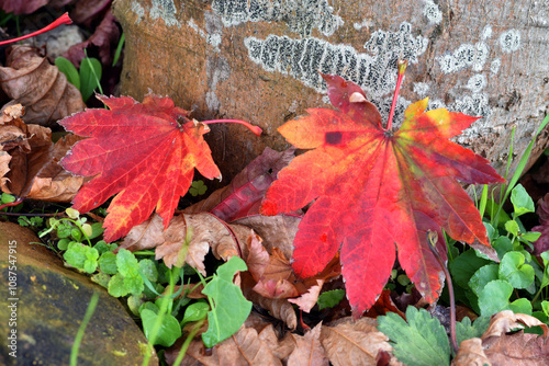 Red leaves of the maple Ace...