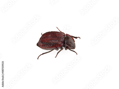 Brown beetle on a white background. Genus Asida. Darkling beetles. Family Tenebrionidae photo