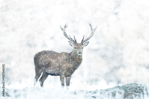 Red deer stag in the falling snow in winter