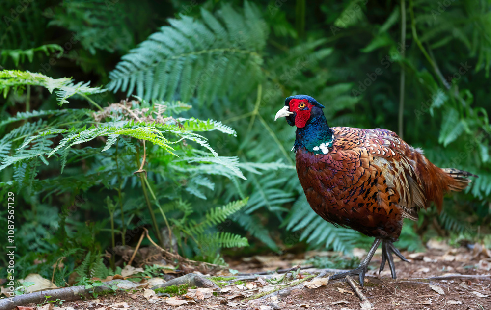 Fototapeta premium Portrait of a male common pheasant walking in the meadow
