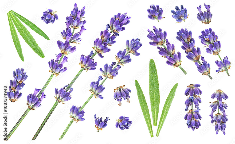 Obraz premium Lavender flower twigs and leaves isolated on a white background, top view. Collection of lavenders.