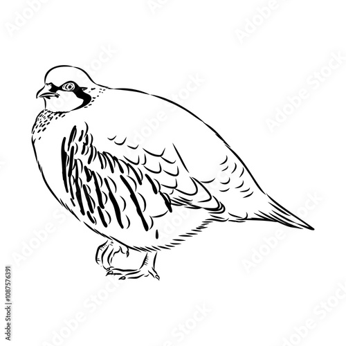 Asian partridge, vector sketch, chukar
