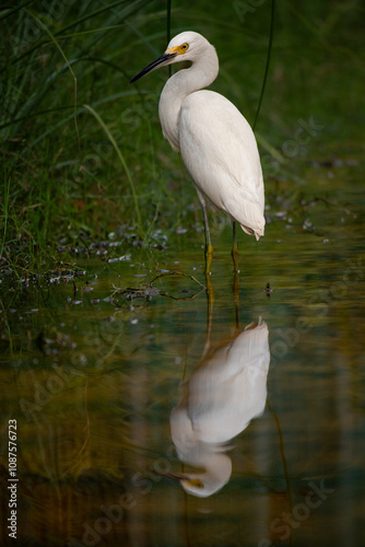 Great white heron in Playa Del Carmen, Quintana Roo, Mexico