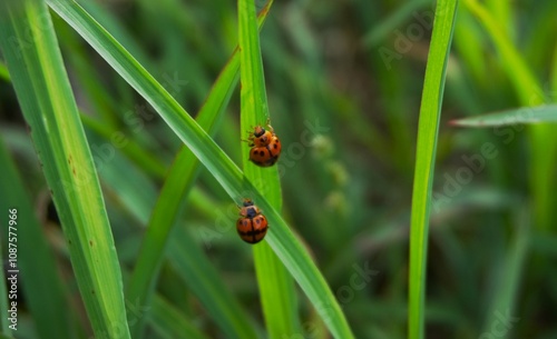 photo of a ladybug with a nice pattern and red, orange and black colors perched on the grass