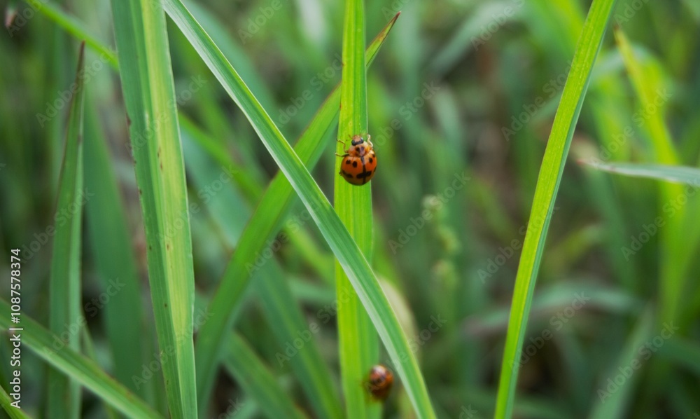 photo of a ladybug with a nice pattern and red, orange and black colors perched on the grass photo of a ladybug with a nice pattern and red, orange and black colors perched on the grass