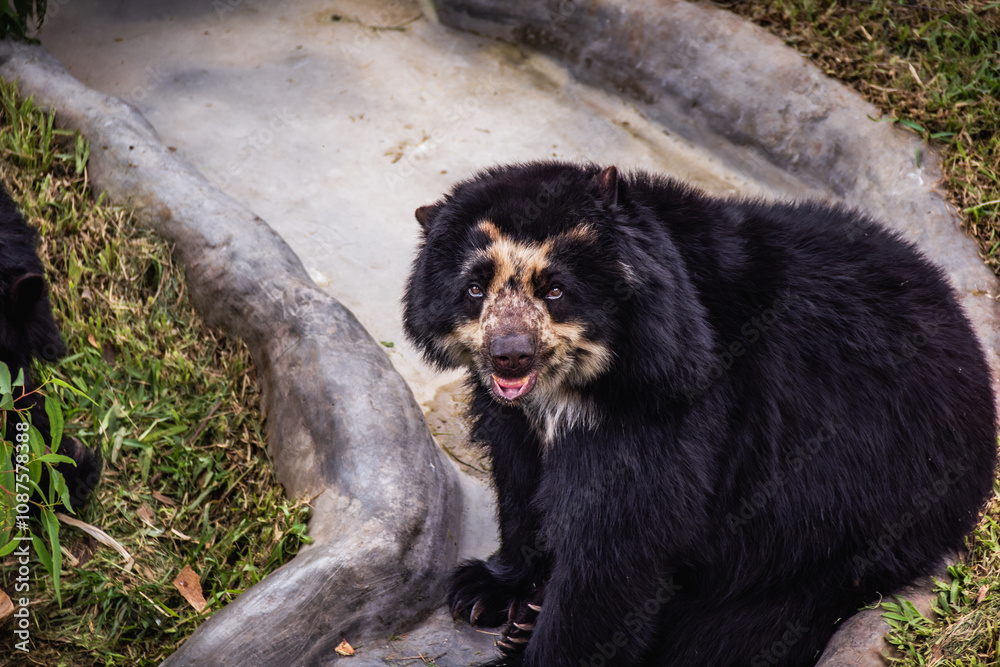 Oso de anteojos en Zoológico de Huachipa, Lima - Perú
Oso de anteojos en Zoológico de Huachipa, Lima - Perú