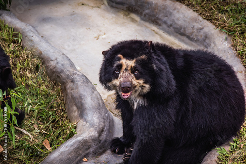 Oso de anteojos en Zoológico de Huachipa, Lima - Perú	
 photo