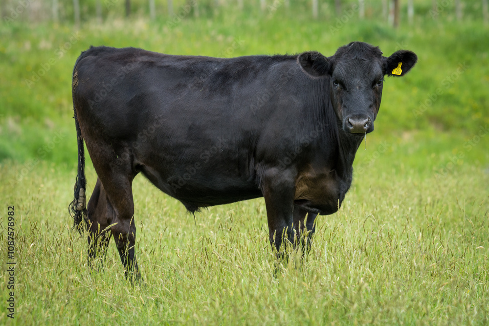 black angus steer in green grassy paddock