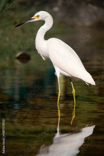 Great white heron in Playa Del Carmen, Quintana Roo, Mexico