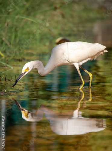Great white heron in Playa Del Carmen, Quintana Roo, Mexico