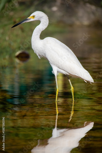 Great white heron in Playa Del Carmen, Quintana Roo, Mexico