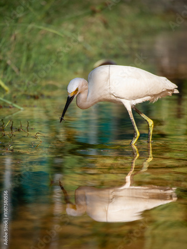 Great white heron in Playa Del Carmen, Quintana Roo, Mexico