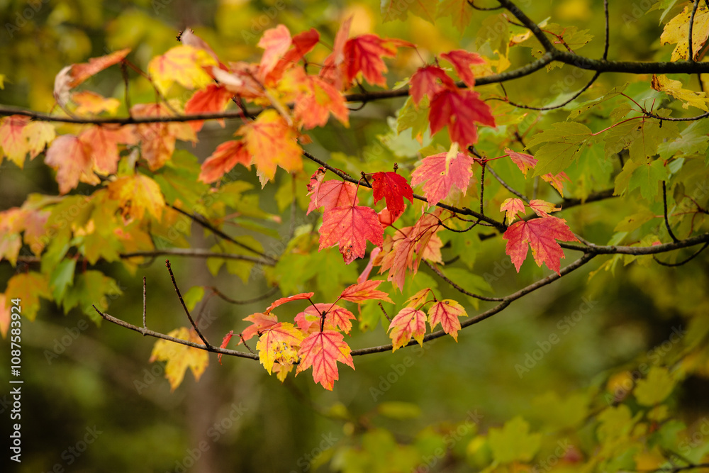 Maple leaves changing colors in fall within Pike Lake Unit, Kettle Moraine State Forest, Hartford, Wisconsin Maple leaves changing colors in fall within Pike Lake Unit, Kettle Moraine State Forest, Hartford, Wisconsin
