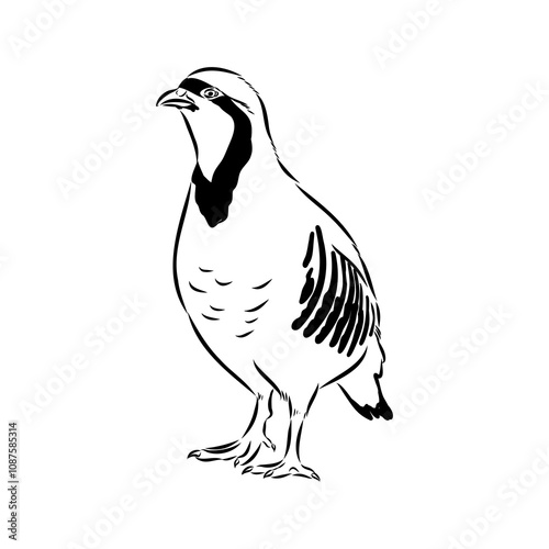 Asian partridge, vector sketch, chukar