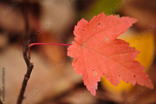 Autumn maple and aspen leaf on ground within Pike Lake Unit, Kettle Moraine State Forest, Hartford, Wisconsin photo