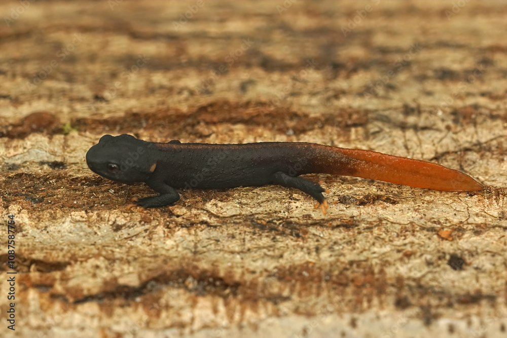 Fototapeta premium Closeup on a fresh metamorphosed juvenile of the cryptic and endangered Tiannan Crocodile Newt, Tylototriton yangi