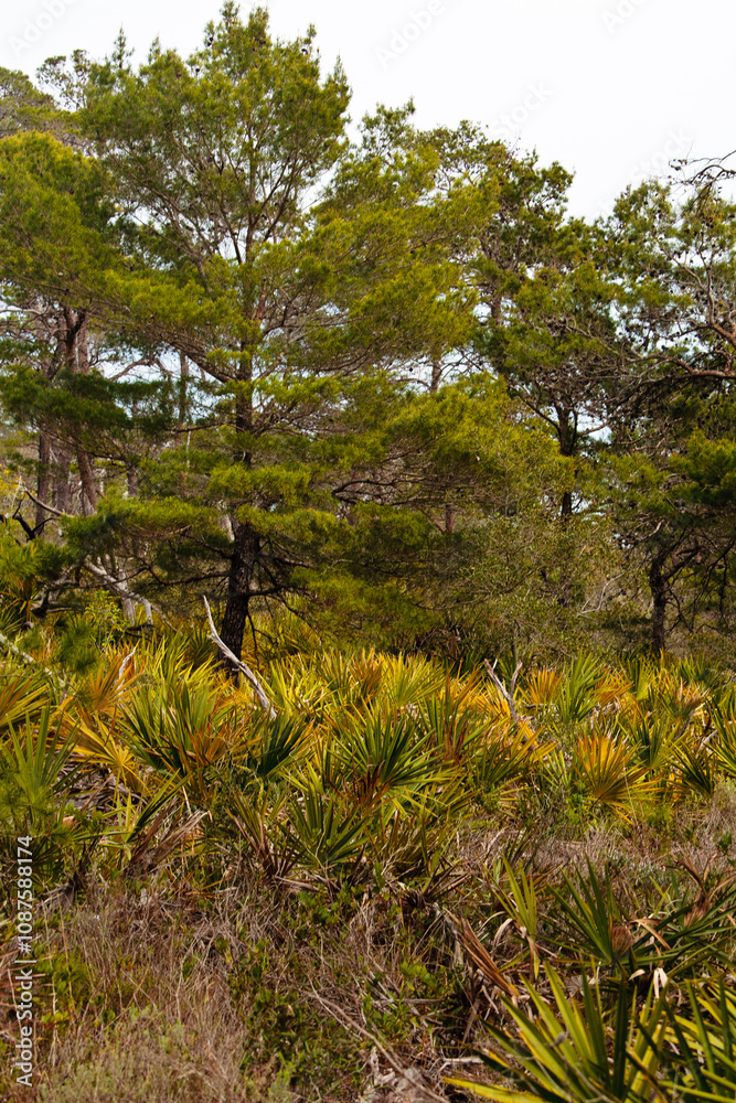 Palmettos in a field alongside pine trees within Topsail Hill Preserve State Park, Santa Rosa Beach, Florida Palmettos in a field alongside pine trees within Topsail Hill Preserve State Park, Santa Rosa Beach, Florida