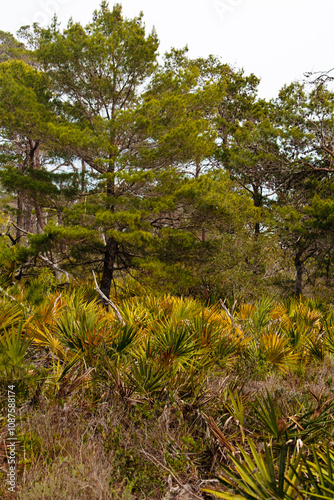 Palmettos in a field alongside pine trees within Topsail Hill Preserve State Park, Santa Rosa Beach, Florida