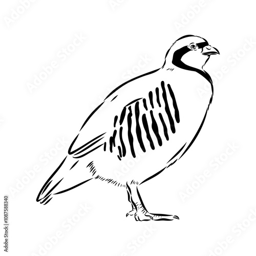 Asian partridge, vector sketch, chukar