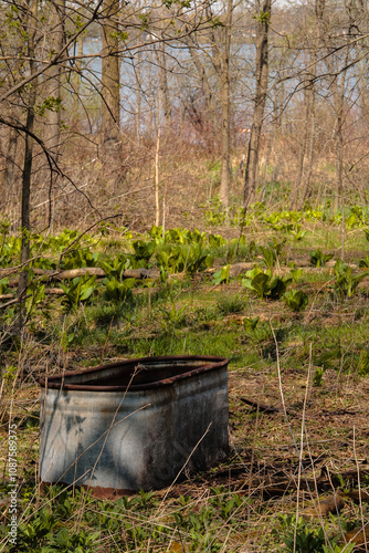 Remnant farm stock watering trough, now lies abandoned in Wisconisin springtime woods near near Pike Lake