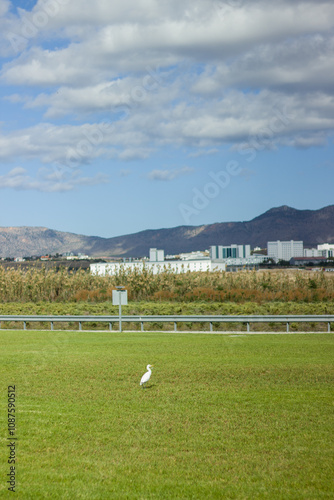 A bird is walking in the green grass photo