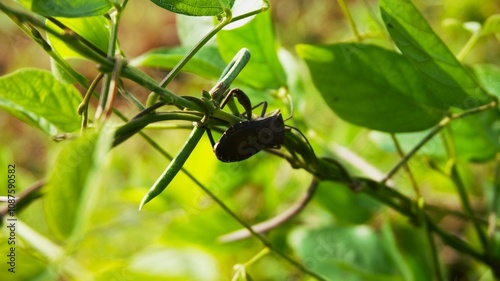 Squash bugs that land on creeping plants with green leaves photo