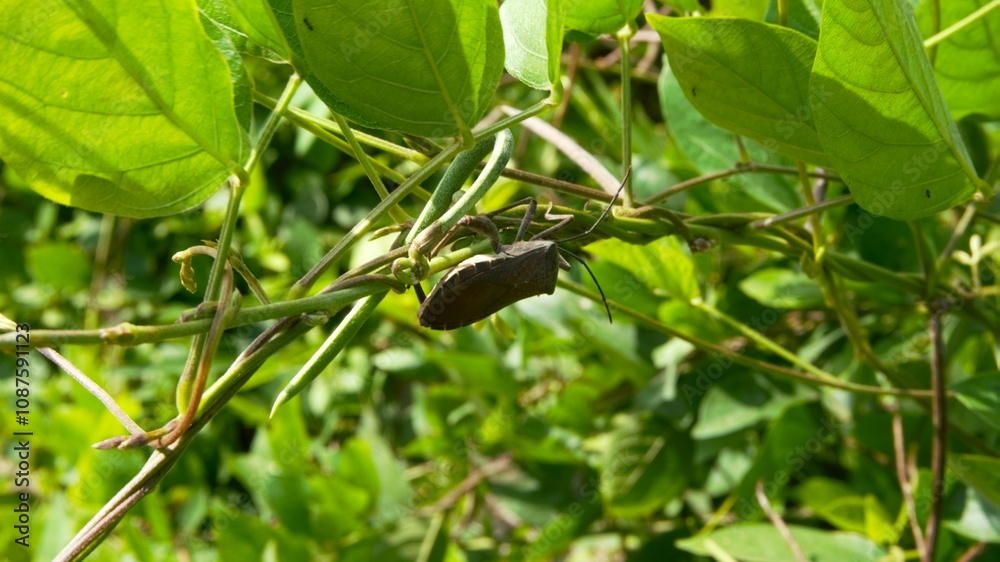 Squash bugs that land on creeping plants with green leaves Squash bugs that land on creeping plants with green leaves