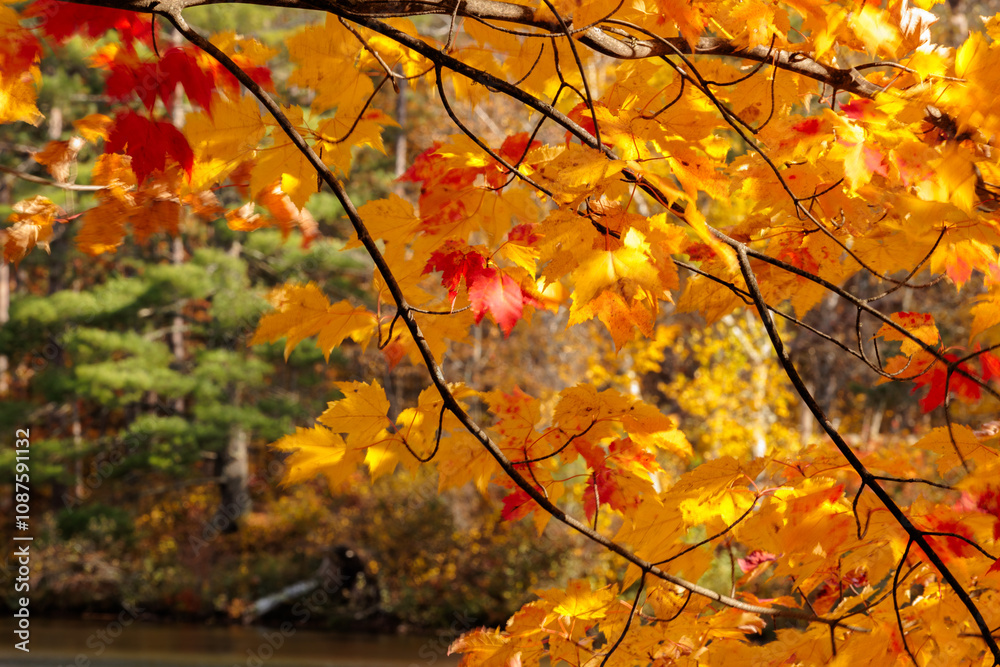 Maple leaves, changing colors from green to yellow and red, under the shadows of the nearby trees along the Manitowish River shoreline near Boulder Junction, Wisconsin in mid-October Maple leaves, changing colors from green to yellow and red, under the shadows of the nearby trees along the Manitowish River shoreline near Boulder Junction, Wisconsin in mid-October