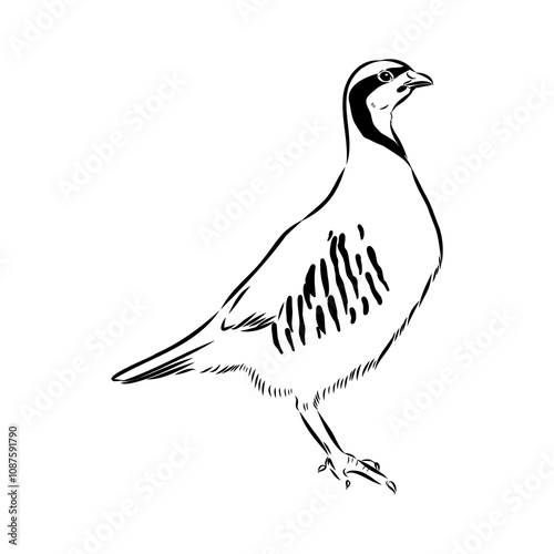 Asian partridge, vector sketch, chukar