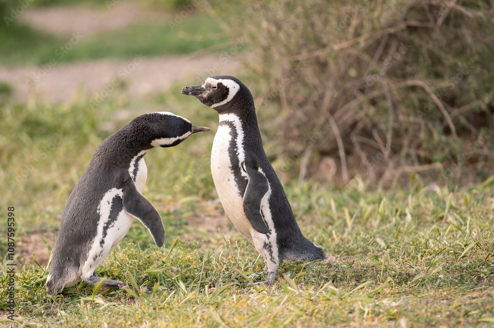 Obraz premium Magellanic Penguin pair on the coast heading to their nest.