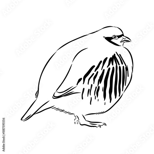 Asian partridge, vector sketch, chukar