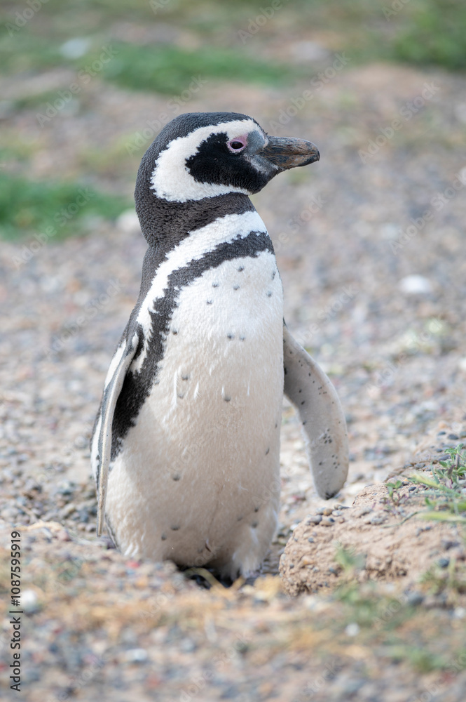 Obraz premium Magellanic penguin at Punta Tombo, Patagonia, Argentina.
