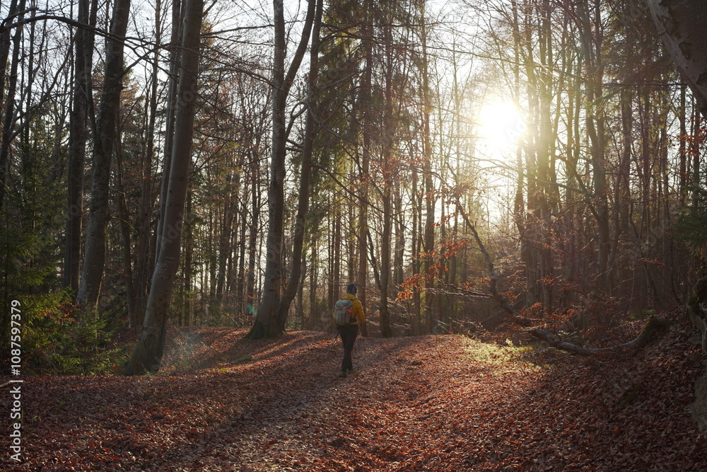 Fototapeta premium morning in the woods