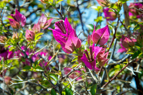 close-up view of red bloom tree against to blue sky in the nature