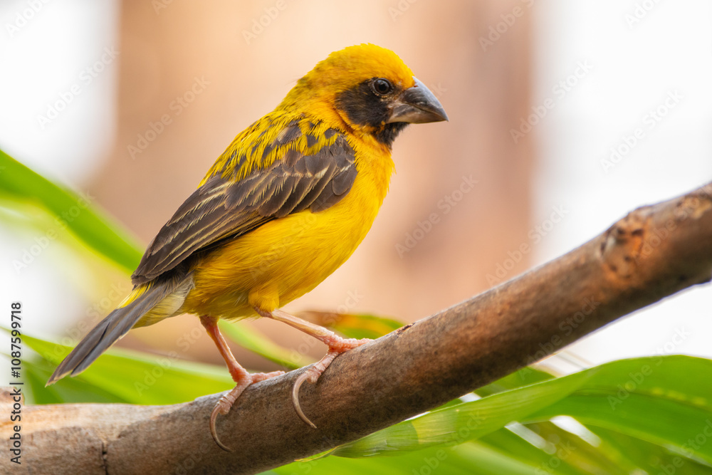 Obraz premium The Asian golden weaver (Ploceus hypoxanthus) is a species of bird in the family Ploceidae