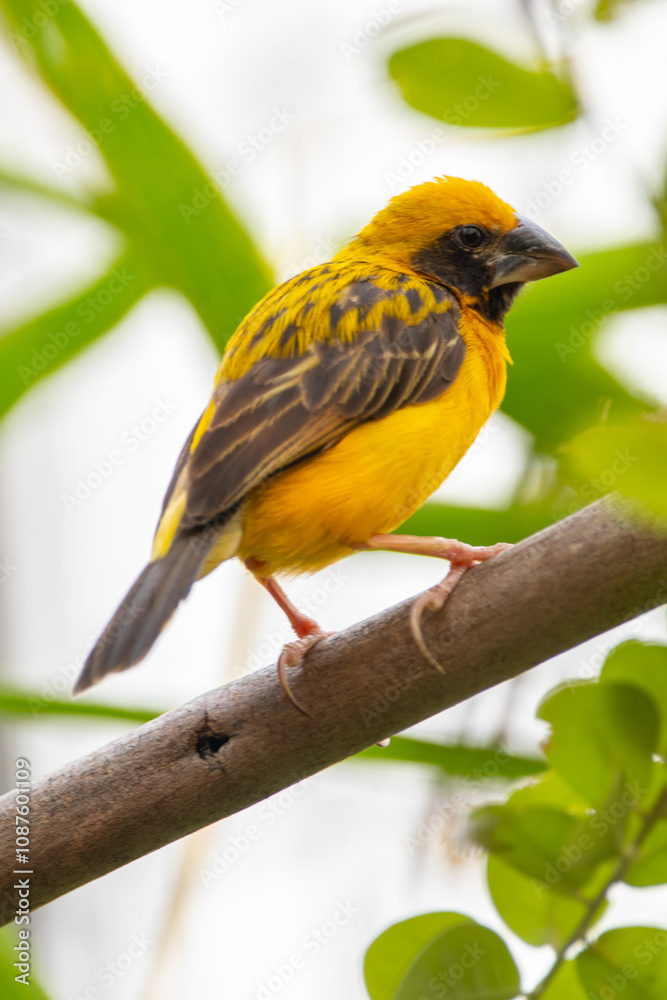 The Asian golden weaver (Ploceus hypoxanthus) is a species of bird in the family Ploceidae The Asian golden weaver (Ploceus hypoxanthus) is a species of bird in the family Ploceidae