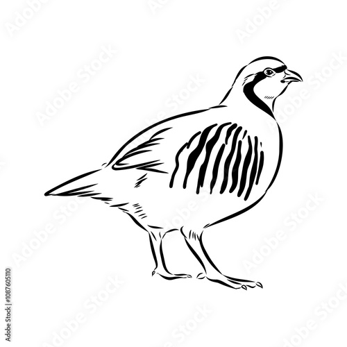 Asian partridge, vector sketch, chukar
