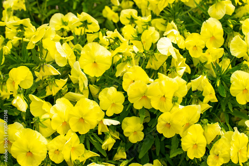 densely planted yellow horned violets in spring.