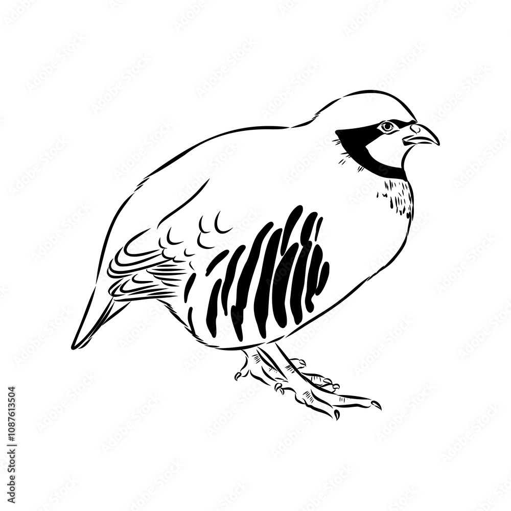 Fototapeta premium Asian partridge, vector sketch, chukar