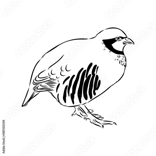 Asian partridge, vector sketch, chukar