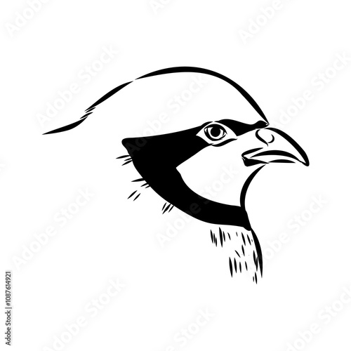 Asian partridge, vector sketch, chukar
