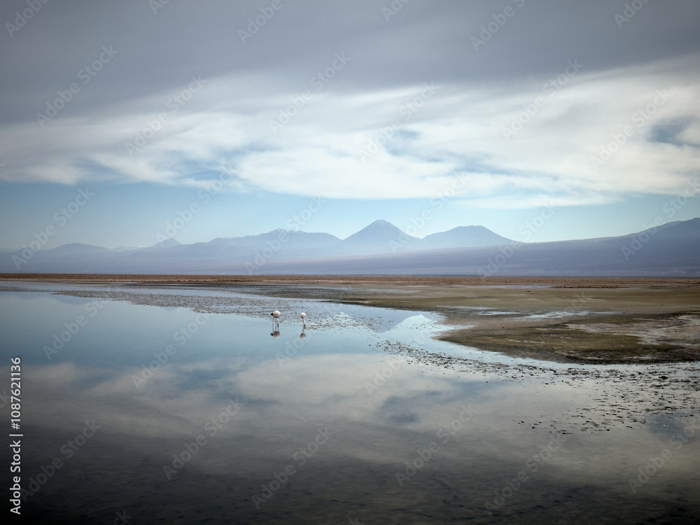 Fototapeta premium Flamingos in Salt Lake of Atacama Desert