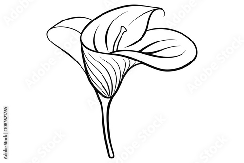 Line Drawing of a Calla Lily Simple and Timeless Art
