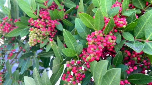 Schinus terebinthifolia or Brazilian peppertree, aroeira or rose pepper, wilelaiki, Christmasberry and Florida Holly,4K video photo