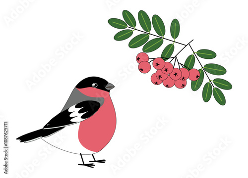 Bullfinch and rowan, wild forest bird with berries