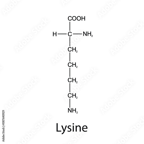 Chemical formula of lysine. Essential amino acids. Organic chemistry. Vector.