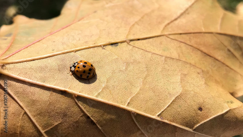 Orange Ladybug On Leaf